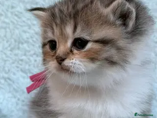 British Longhair cats BLH Adorable unique kittens TICA - Advert 4