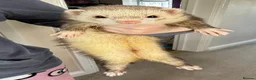 Ferret rodents for sale: Two brother ferrets for sale - Advert 4