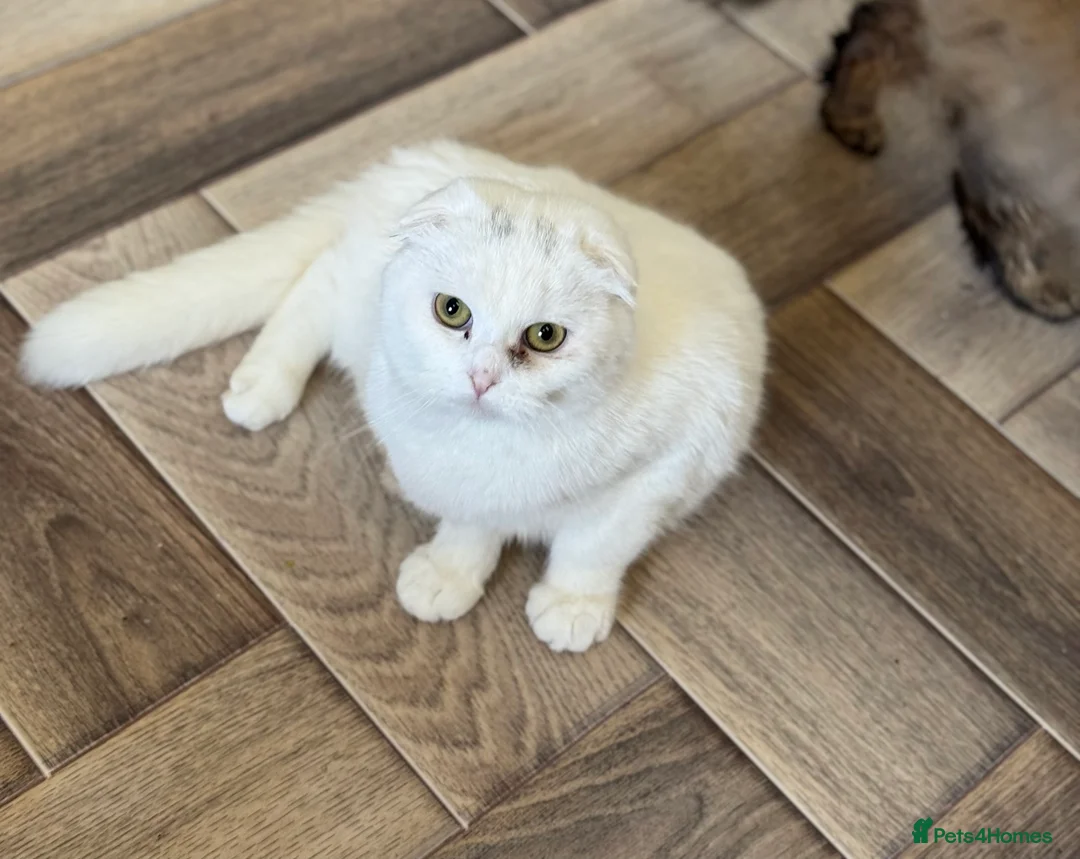 Scottish Fold cats for sale: Kittens  - Advert 3