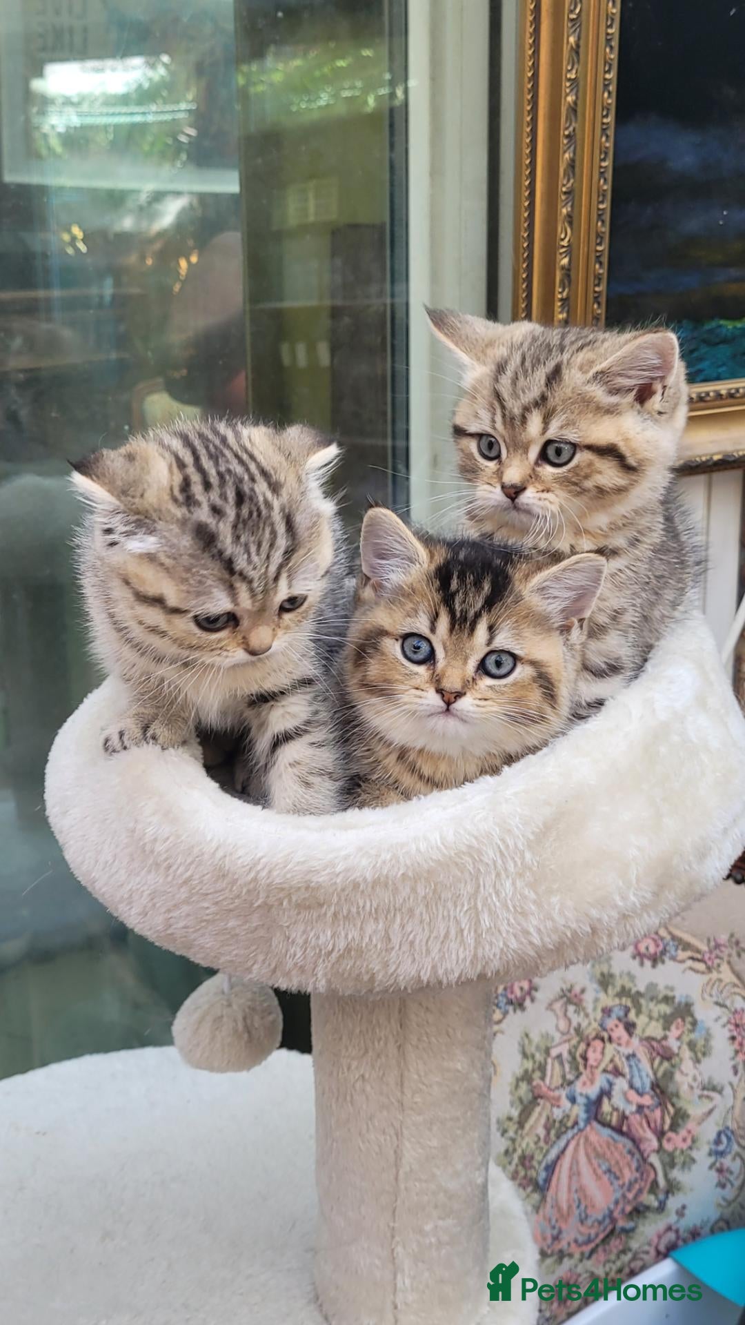 Scottish Fold cats Scottish fold  - Advert 15
