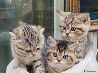 Scottish Fold cats Scottish fold - Advert 15