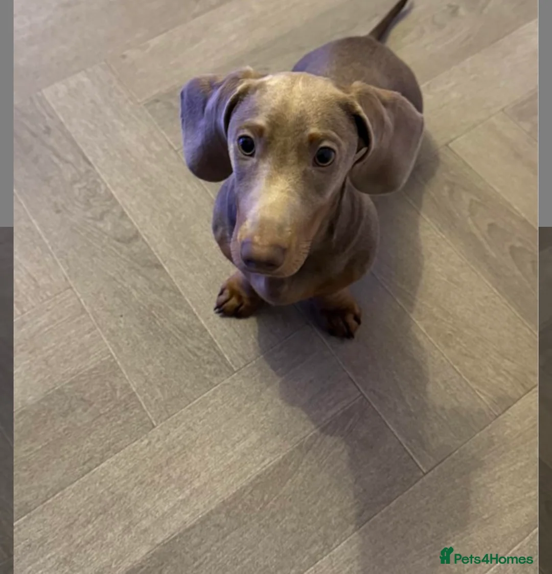 Miniature Dachshund dogs for sale: Miniature dachshund available  - Advert 2