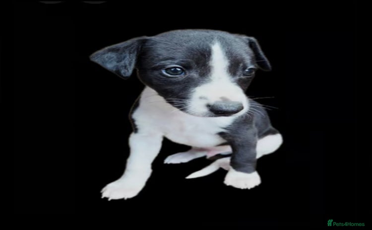 Whippet dogs - Advert 1