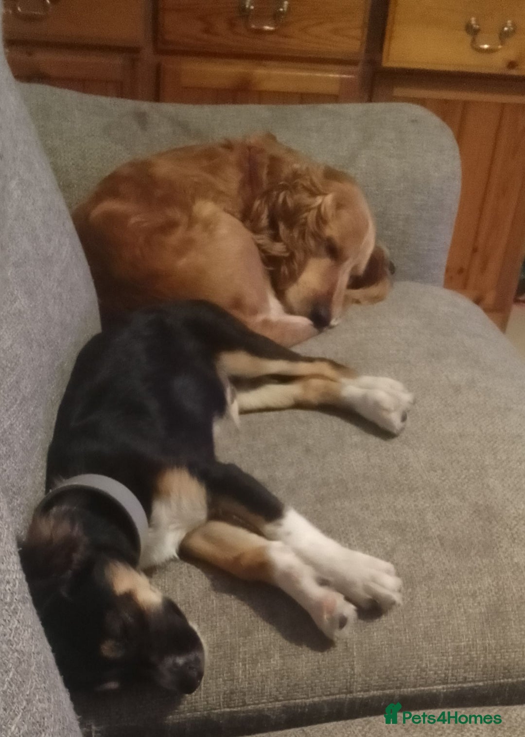 Mixed Breed dogs for sale: Border collie x bichon fries  - Image 4