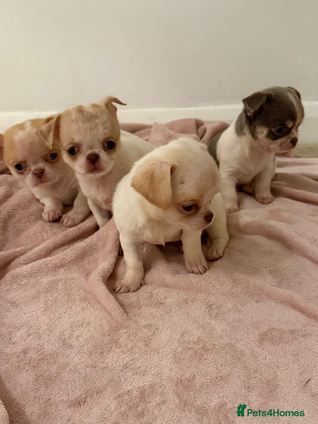Chihuahua dogs for sale: Kc chihuahua puppies Russian and Ukraine lines - Advert 32