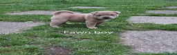 Mixed Breed dogs for sale: Chaffy babies - Advert 3