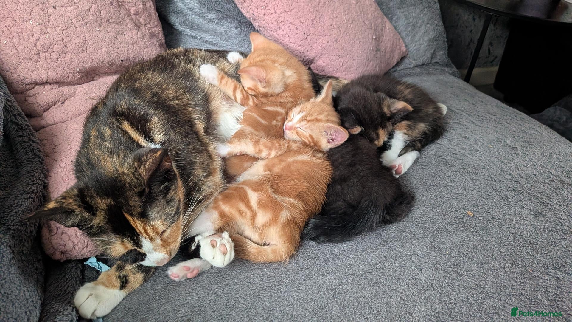 Mixed Breed cats Well rounded sisters ❤️ - Advert 1