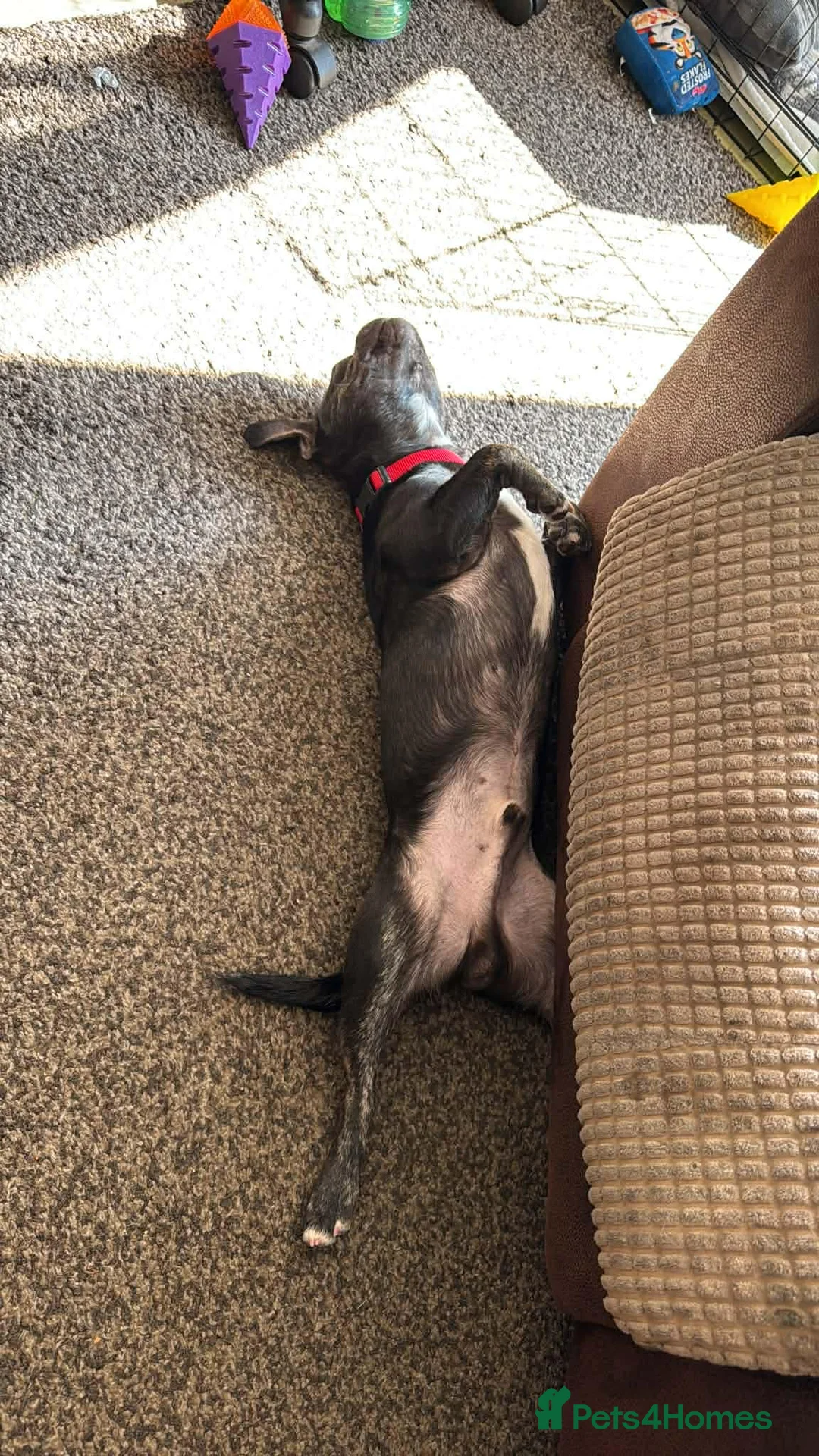 French Bulldog dogs for sale: French Bulldog Brothers want to go together - Advert 2