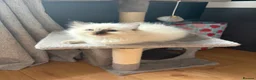 Ragdoll cats for sale: Amazing pure ragdolls  - Advert 13