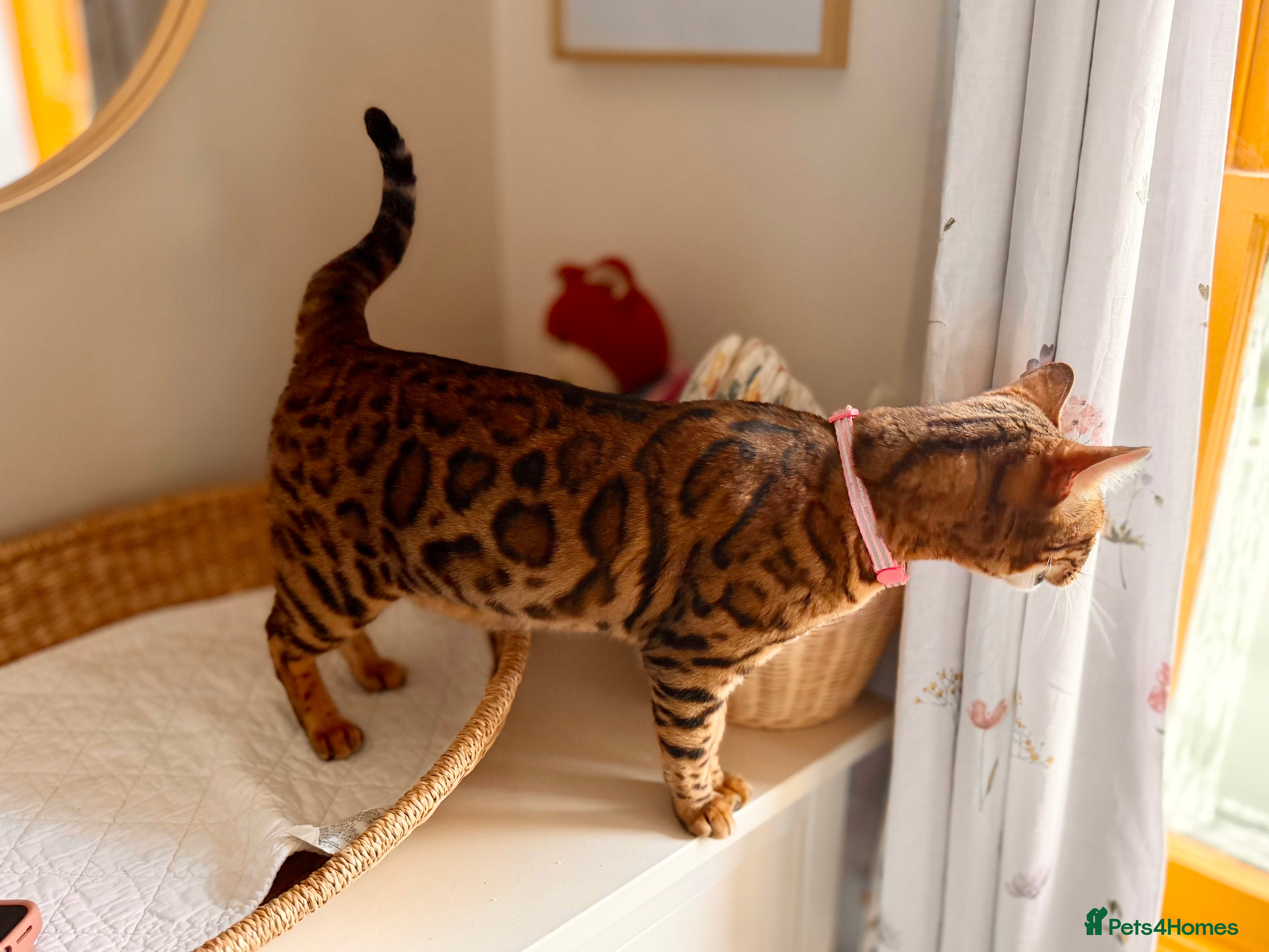 Bengal cats Bengal - Advert 16