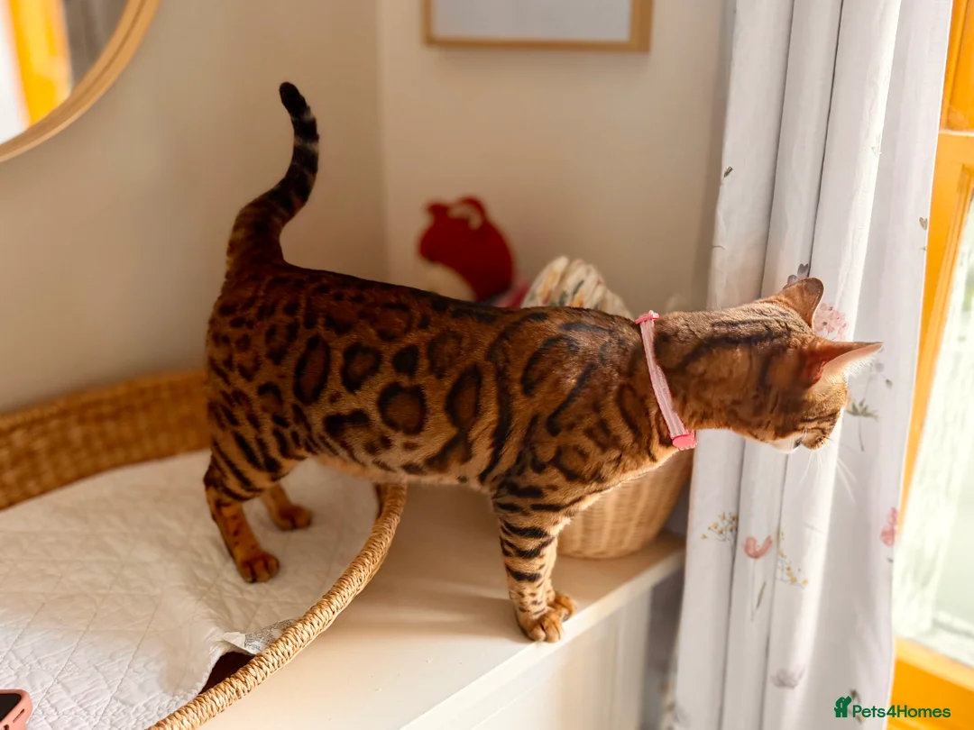 Bengal cats for sale: Bengal in Colchester - Advert 7