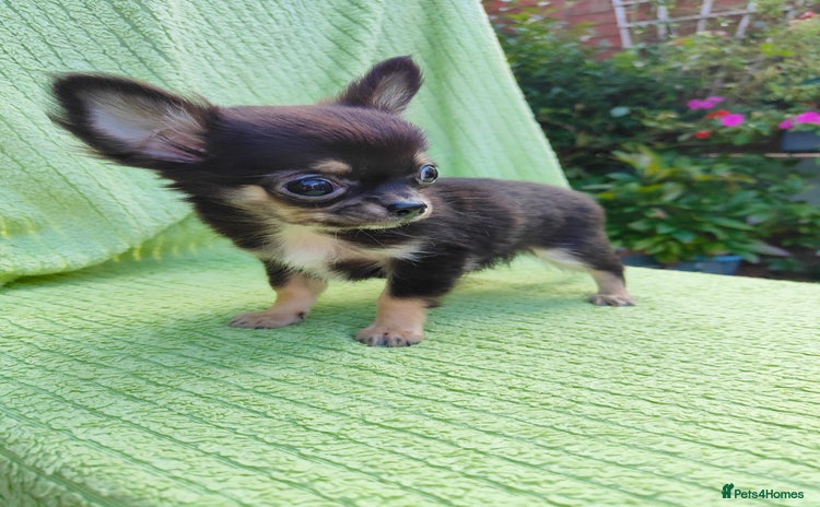 Chihuahua dogs - Advert 13
