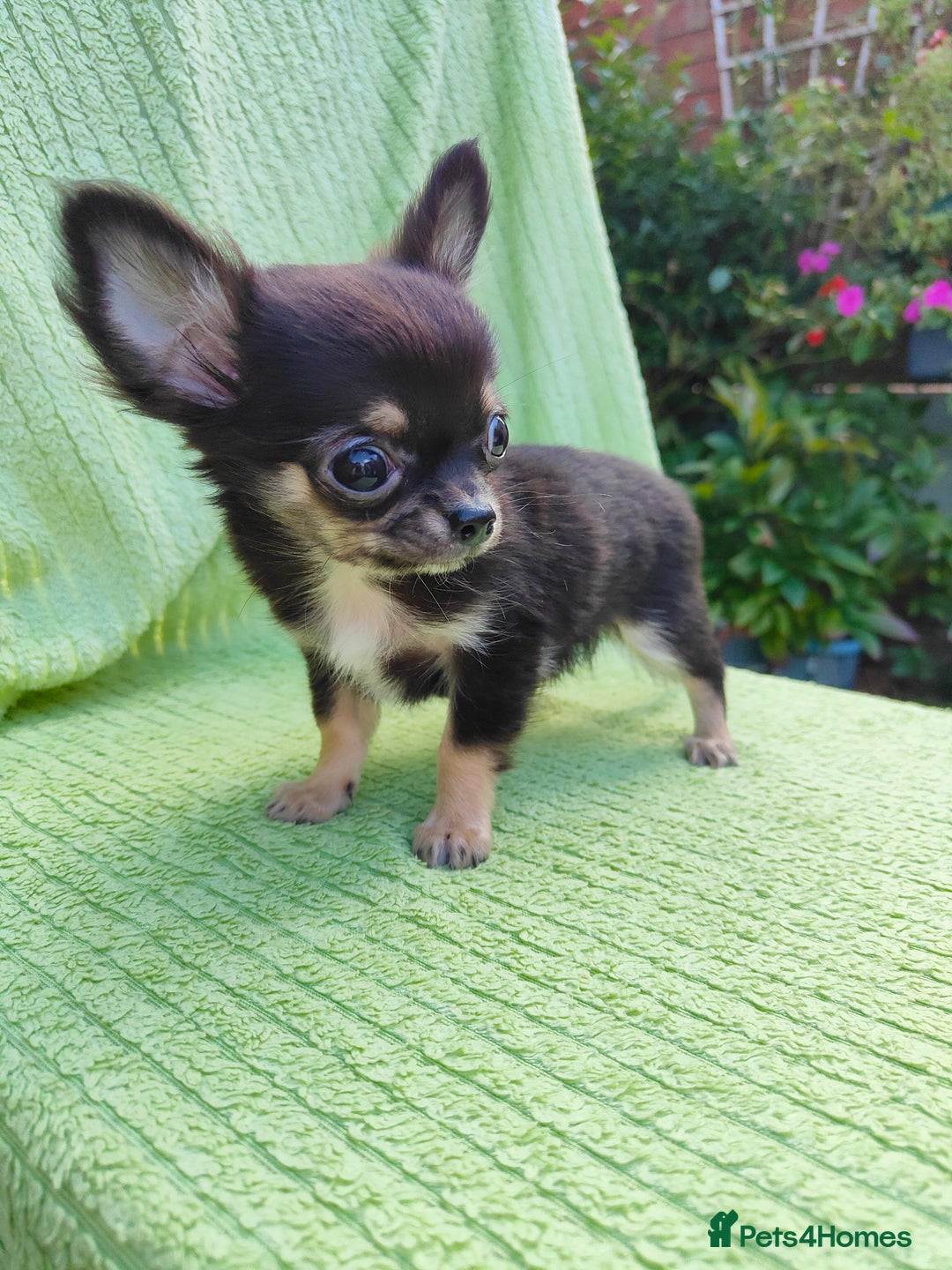 Chihuahua dogs for sale: Amazing Quality Long Coat Chihuahua puppies - Image 27