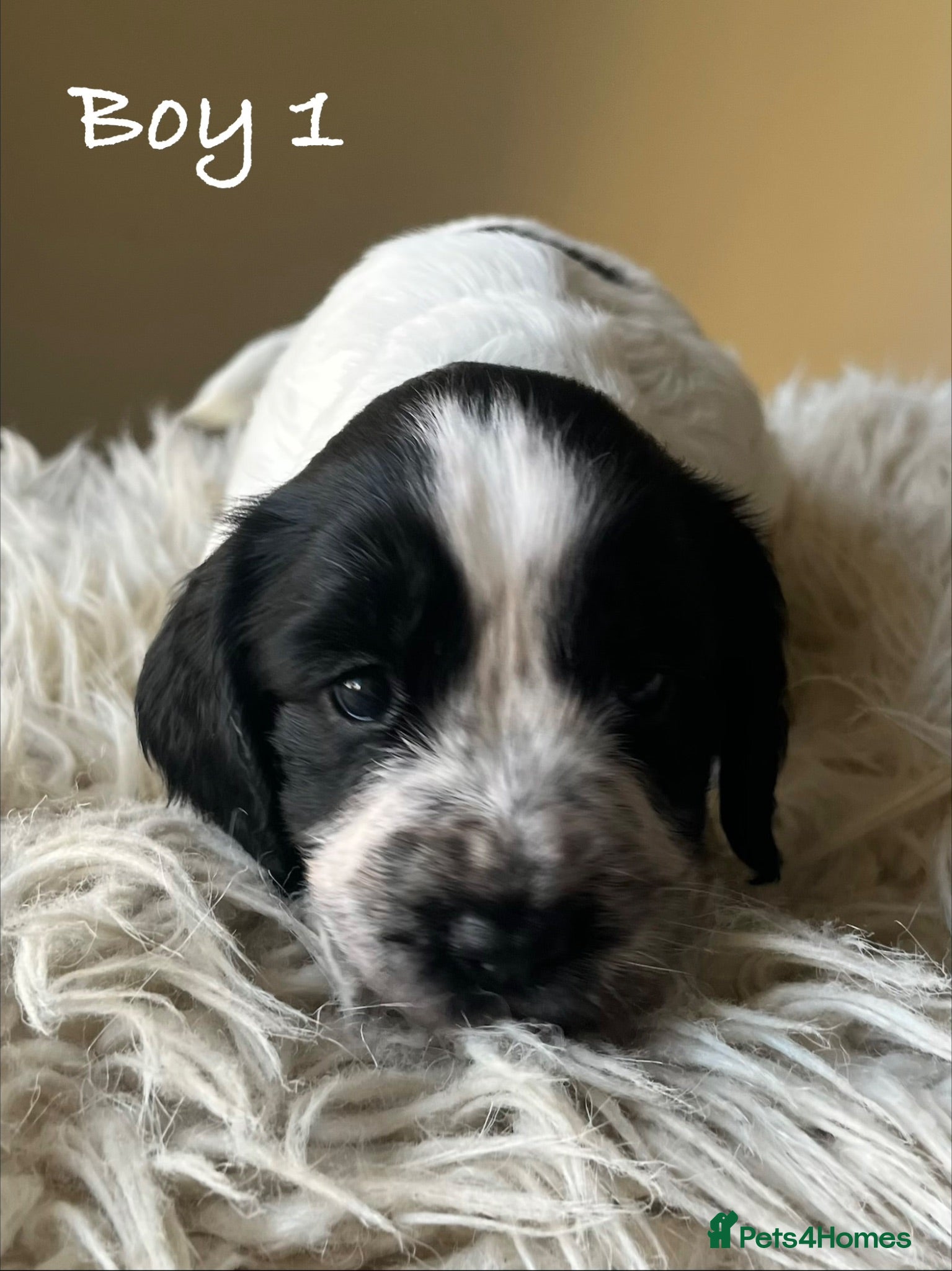 Cocker Spaniel dogs Exceptional KC Working Cocker Spaniel Puppies - Advert 1