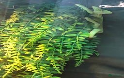 Chameleon reptiles for sale: DELUXE VIVARIUM+TWO JUVENILE YEMEN CHAMELEONS  - Image 3