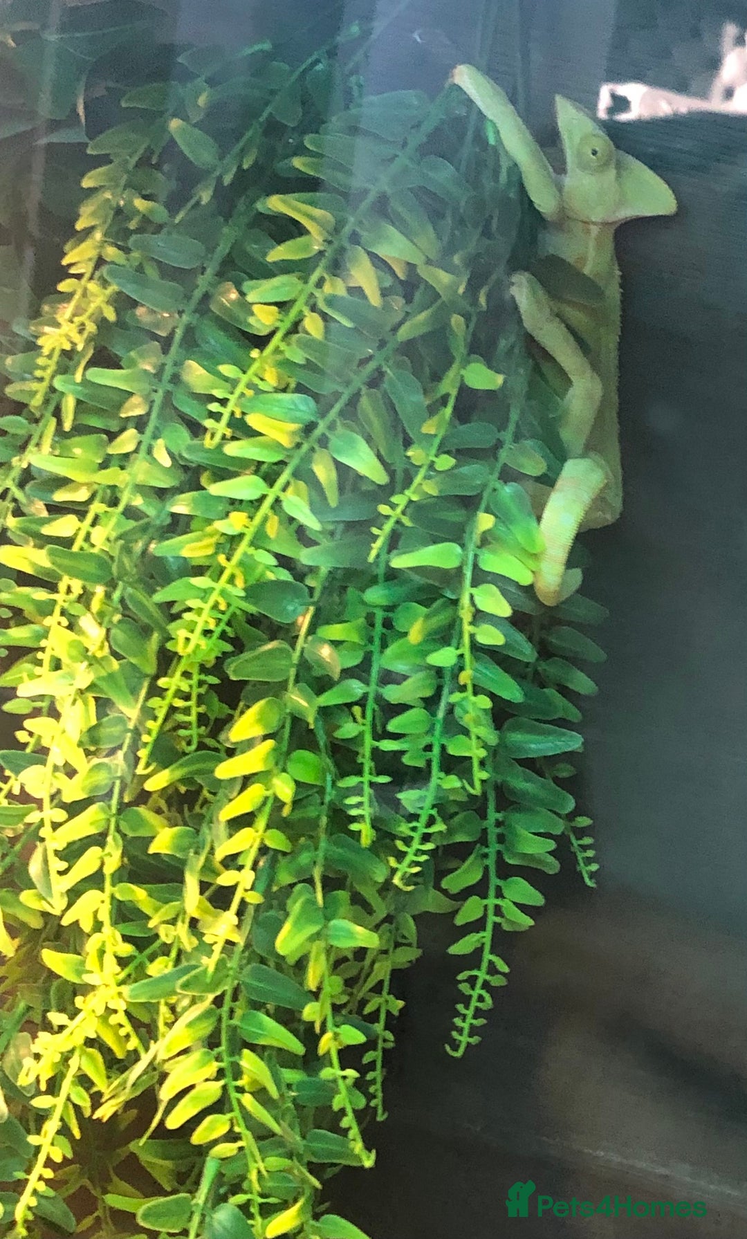 Chameleon reptiles for sale: DELUXE VIVARIUM+TWO JUVENILE YEMEN CHAMELEONS  - Image 3