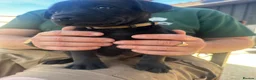 Labrador Retriever dogs for sale: KC Registered Working Labradors  - Advert 20