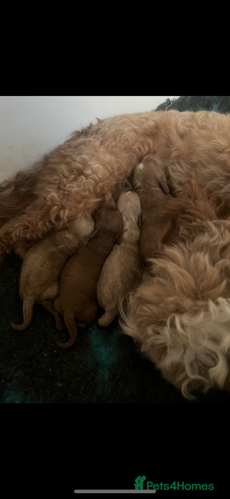 Cavapoo dogs Ready Now. 5⭐️ licensed Home breeder - Advert 2