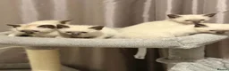 Siamese cats for sale: Fluffy Siamese x Ragdoll Kittens – Blue Eyes - Advert 11