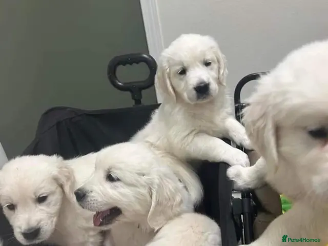 Golden Retriever dogs STUNNING CREAM GOLDEN RETRIEVER PUPPIES - Advert 17