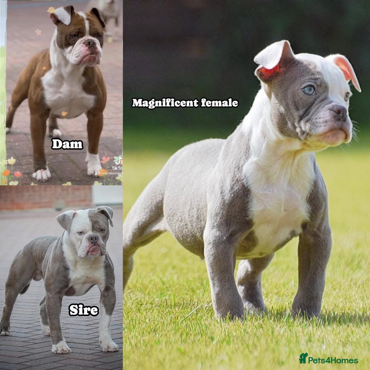 Olde English Bulldogge dogs 23❤️YEARS❤️5⭐️RATED❤️LICENSED❤️PROFESSIONALS❤️ - Advert 1