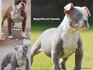 Olde English Bulldogge dogs 23❤️YEARS❤️5⭐️RATED❤️LICENSED❤️PROFESSIONALS❤️ - Advert 1