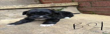 Lurcher 3
