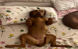 Hungarian Vizsla dogs for sale: Bela is Expecting! Hungarian Vizsla Puppies - Image 5
