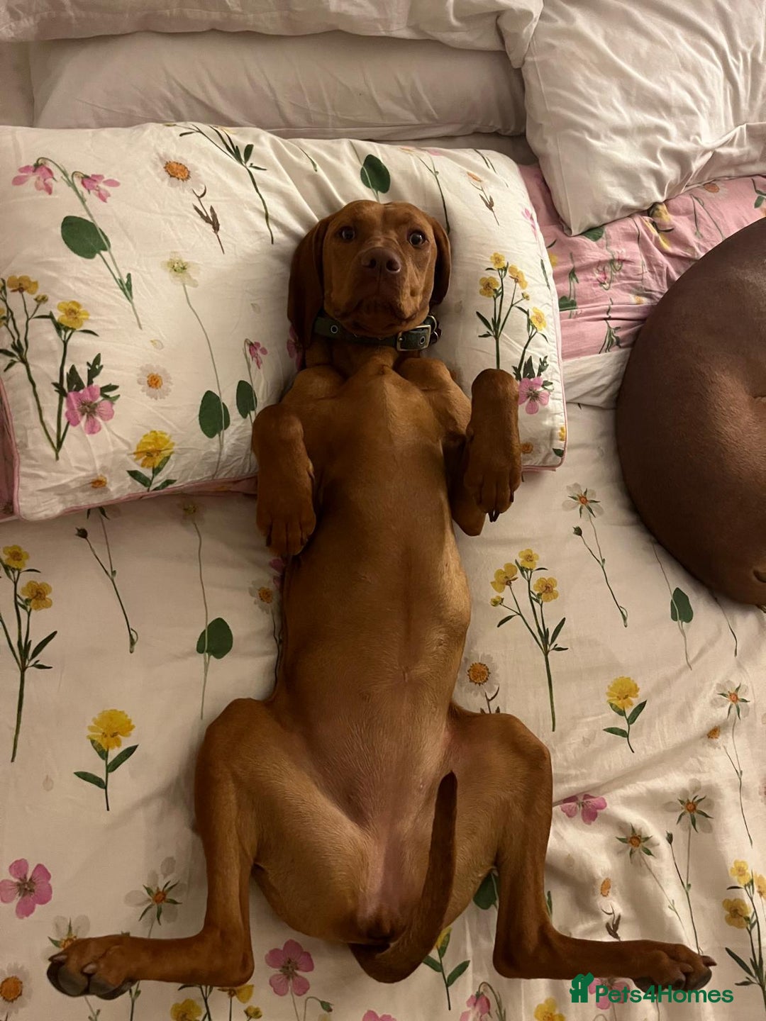 Hungarian Vizsla dogs for sale: Bela is Expecting! Hungarian Vizsla Puppies - Image 5