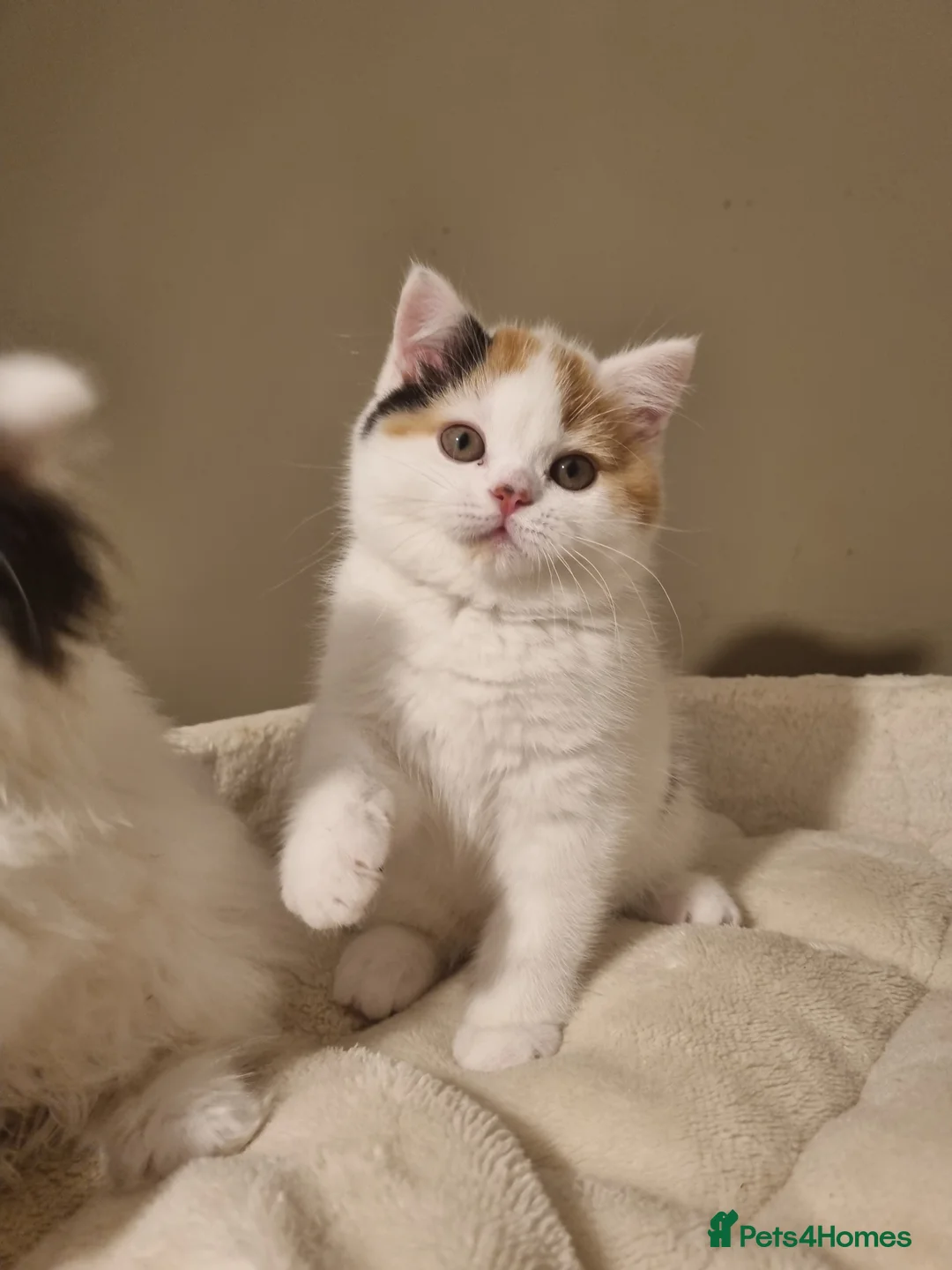 British Shorthair cats for sale: World class British Shorthair & Longhair kittens - Advert 9