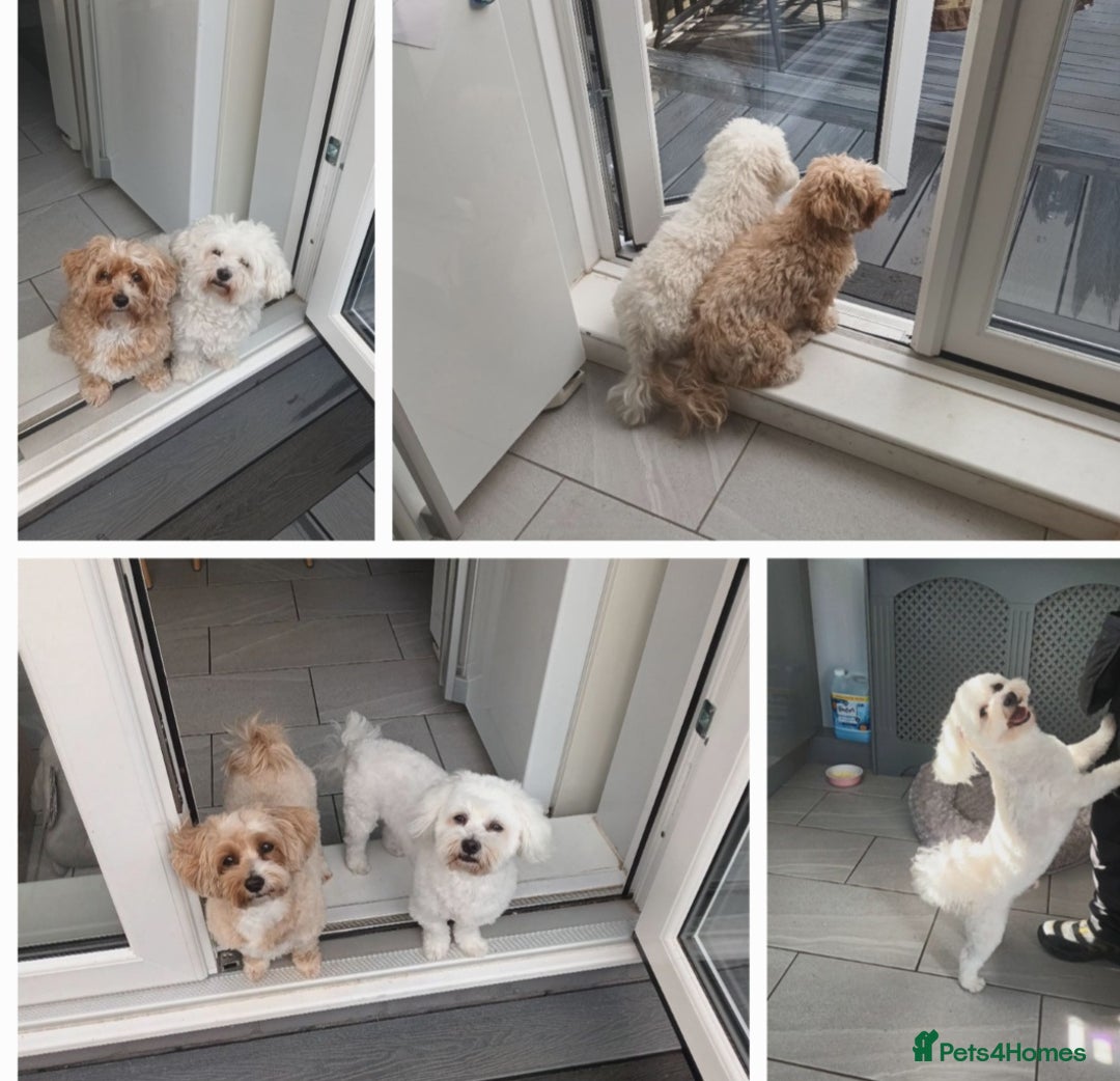 Maltese dogs for stud: Maltese Stud - Image 9
