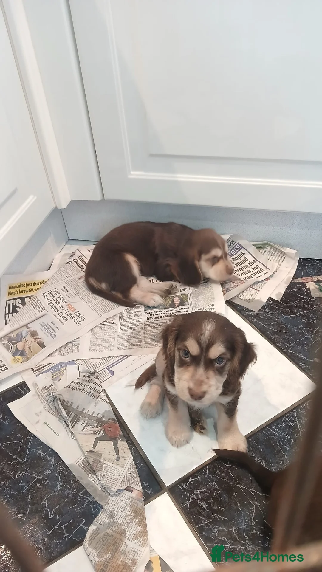 American Cocker Spaniel dogs for sale: Stunning litter of 6 cocker spaniel puppies  - Advert 7