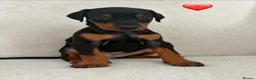 Dobermann dogs for sale: KC REGISTERED - DOBERMAN PUPPIES - Advert 22