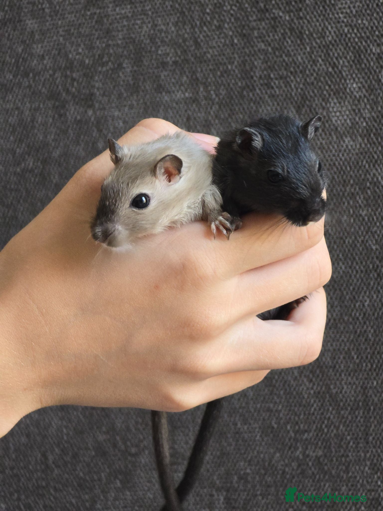 Gerbil rodents Hand tame baby gerbils ready now for new homes! - Advert 1