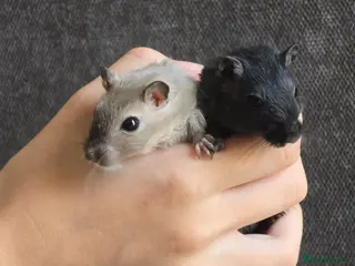 Gerbil rodents Hand tame baby gerbils ready now for new homes! - Advert 1