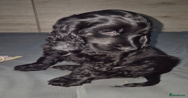 Cocker Spaniel dogs *READY NOW* 1 LEFT KC Show Cocker Spaniel Puppies - Advert 8