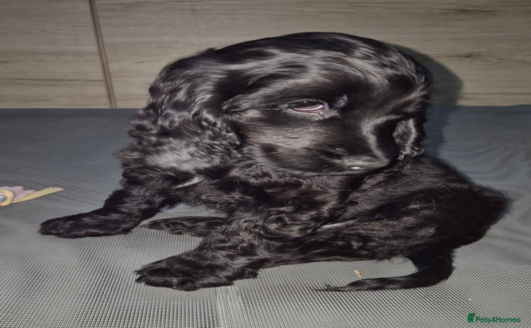 Cocker Spaniel dogs *READY NOW* 1 LEFT KC Show Cocker Spaniel Puppies - Advert 3