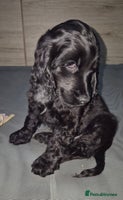Cocker Spaniel dogs *READY NOW* 1 LEFT KC Show Cocker Spaniel Puppies - Advert 8