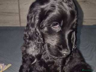 Cocker Spaniel dogs *READY NOW* 1 LEFT KC Show Cocker Spaniel Puppies - Advert 2