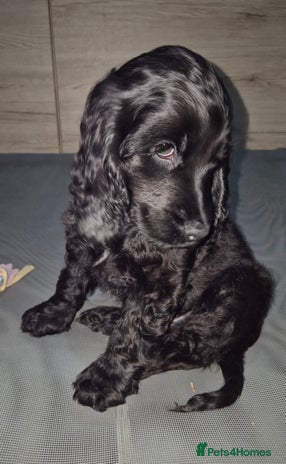Cocker Spaniel dogs *READY NOW* 1 LEFT KC Show Cocker Spaniel Puppies - Advert 3