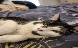 British Shorthair cats for adoption: 🪙Penny🪙 for adoption, fostered in BUCKS - Image 2