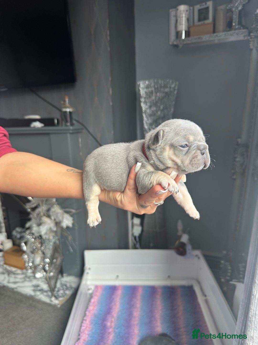 French Bulldog dogs for sale: 2 litters available from Natk9 clinic *JESUS PUPS* - Image 19