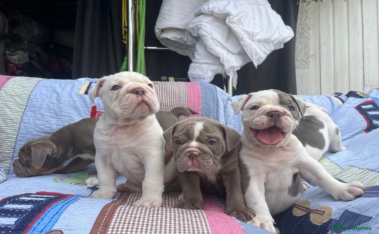 Olde English Bulldogge dogs - Advert 1