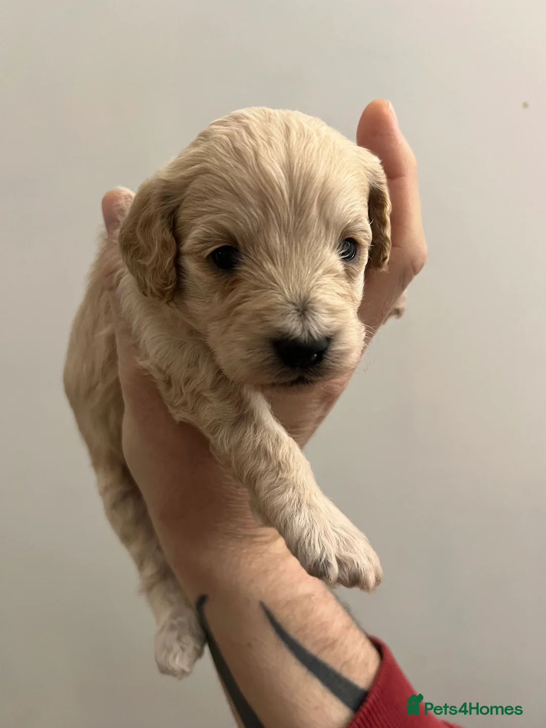 Cockapoo dogs for sale: ONLY TWO GIRLS LEFT BEAUTIFUL LITTER OF COCKAPOO  - Advert 16