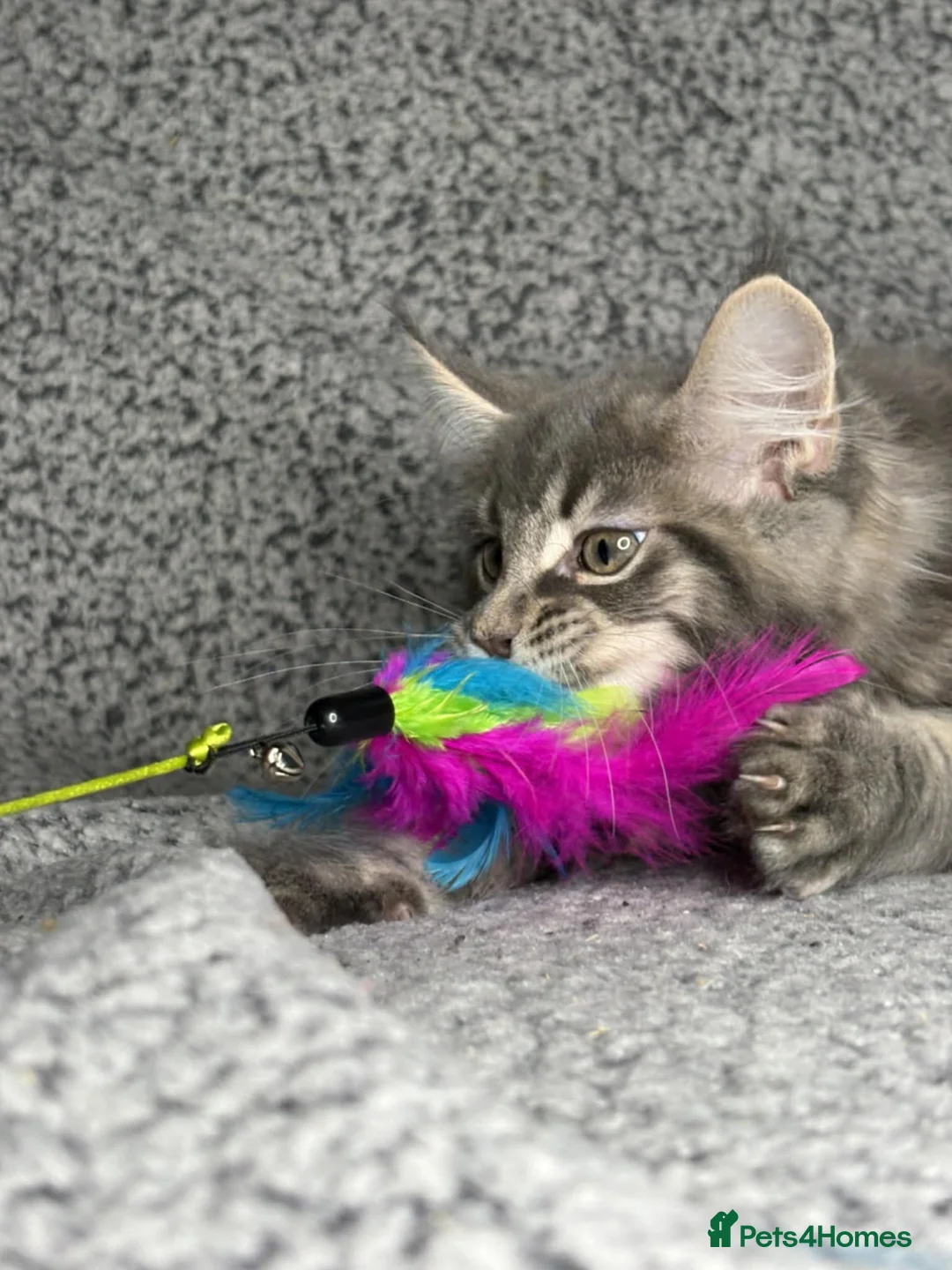 Maine Coon cats for sale: GCCF Registered Maine Coon Boys.  in Wednesbury - Advert 15