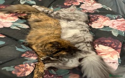 Mixed Breed cats for sale: Rehoming 2 beautiful cats  - Image 1