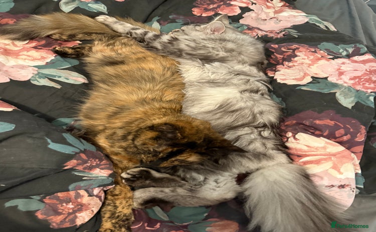 Mixed Breed cats - Advert 11
