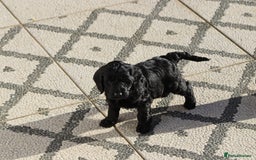 Cockapoo dogs for sale: F1 Cockapoo puppies for sale - Advert 16