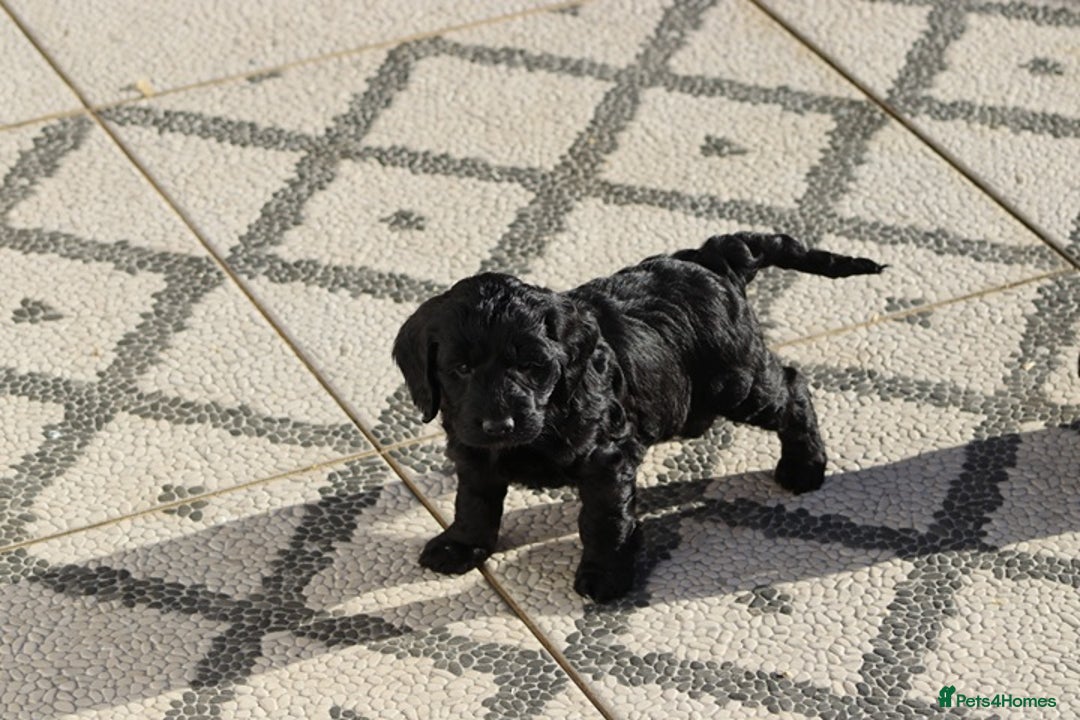 Cockapoo dogs for sale: F1 Cockapoo puppies for sale - Advert 16