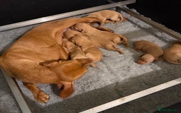 Hungarian Vizsla dogs for sale: KC Reg Hungarian Vizsla Pups Health Tested Parents - Image 2